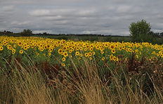 Sunflowers.JPG