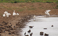Spoonbill (2).JPG