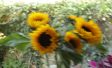 14 Sunflowers.JPG