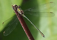 Willow Emerald (Lestes viridis) .JPG