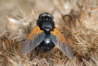 Noon Fly (Mesembrina meridiana) .JPG