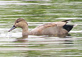 30 Gadwall (3).JPG