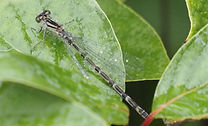 Common Blue Damsefly (Enallagma cyathigerum) .JPG
