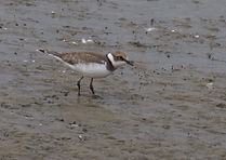 Little Ringed Plover .JPG