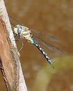 Migrant Hawker (Aeshna mixta) .JPG