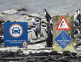 09 Penguin Care.jpg