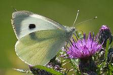 Large White .JPG