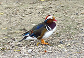 31 Mandarin. (Eclipse).JPG