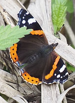 Red Admiral (Vanessa atalanta) .JPG
