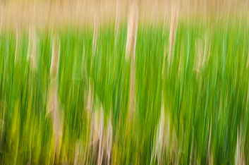 15 Bulrushes.jpg