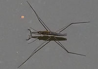 Lake Pondskater (Aquarius paladum) .JPG