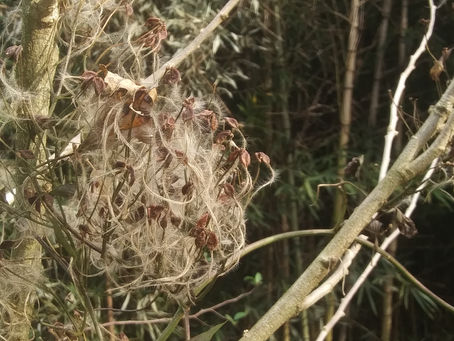 Thursday, Nov. 11, 2021