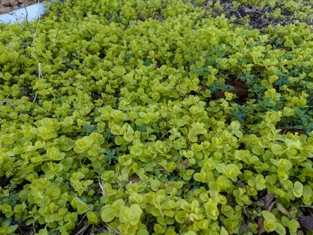 Monday, March 31, 2025