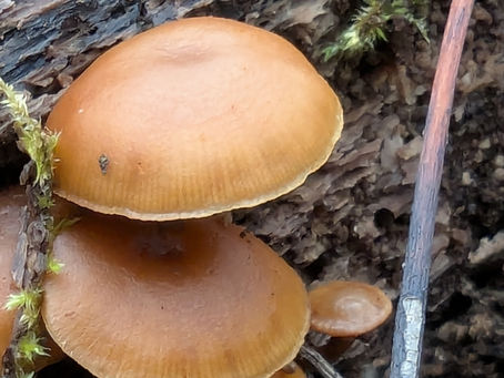 Wednesday, February 19, 2025