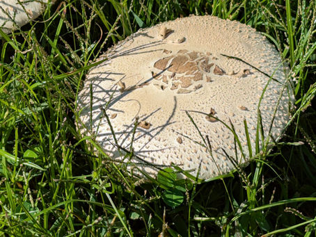 Sunday, October 19, 2025