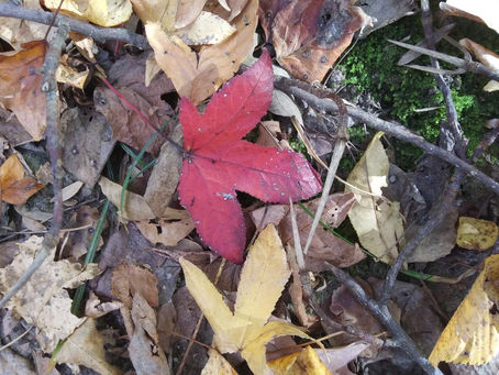 Thanksgiving Day, Nov. 23, 2023