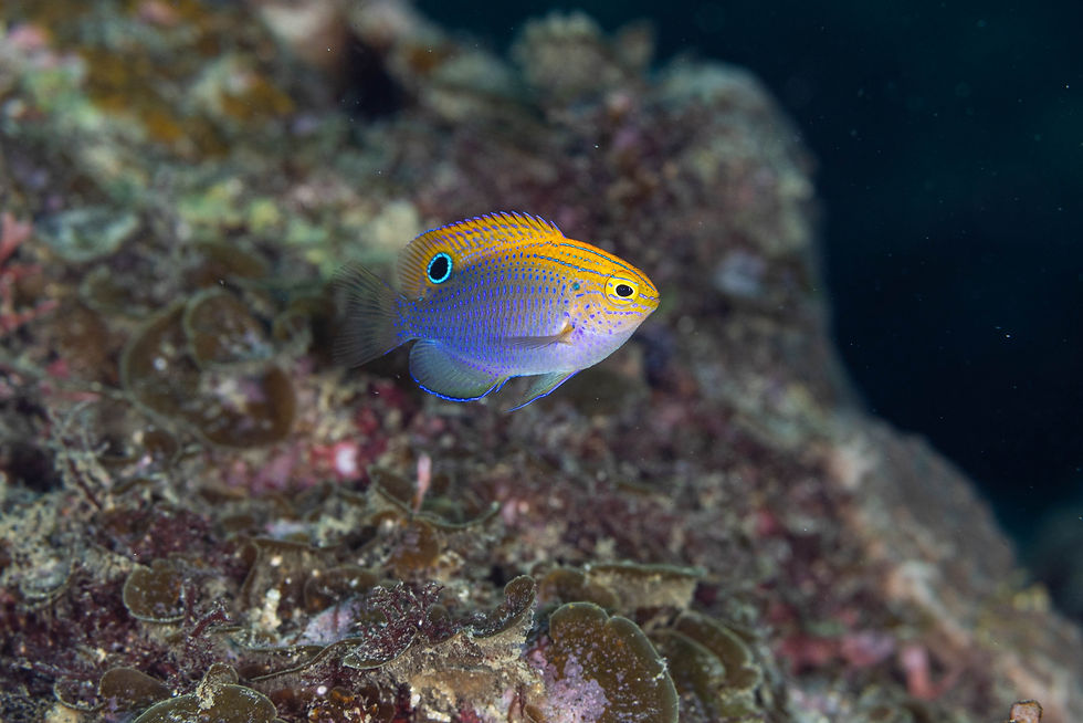 クロメガネスズメダイ