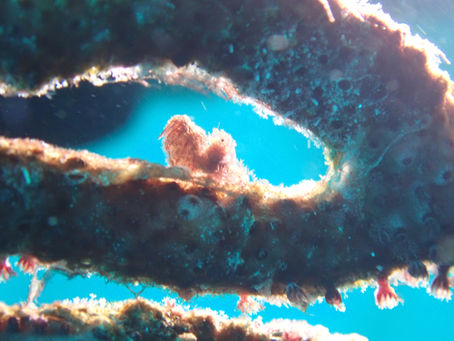 マクロダイビング