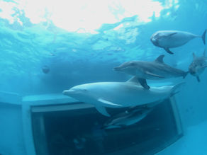 ドルフィンダイビング