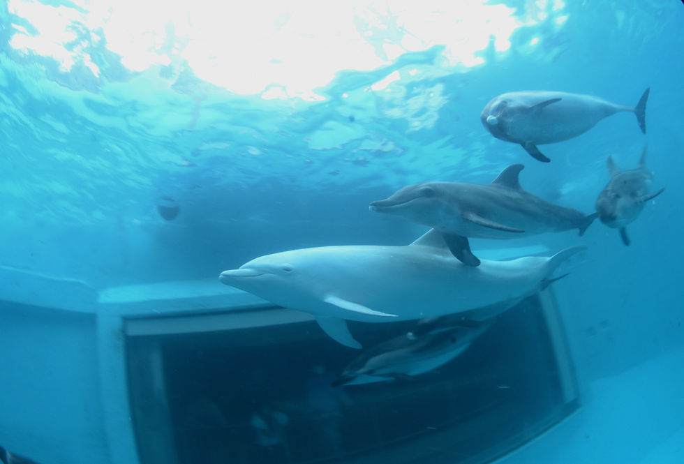 ドルフィンダイビング