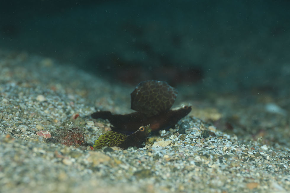 ホタテツノハゼ（ペア）