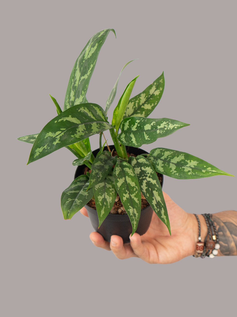 Aglaonema Maria