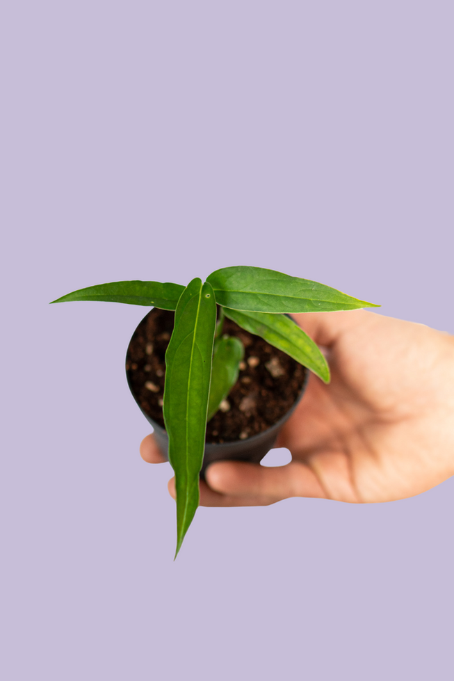 Monstera Obliqua Yasuni
