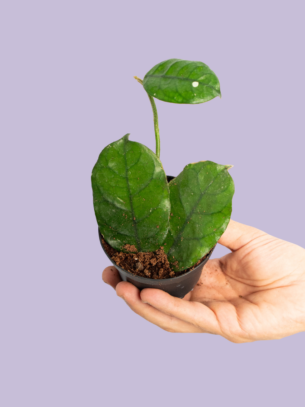 Hoya Villosa (Globulosa)