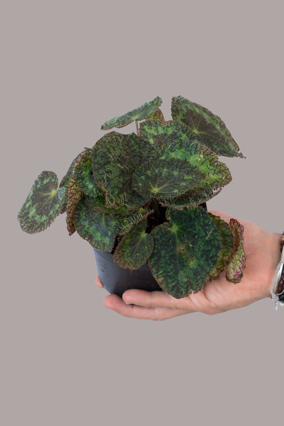 Begonia Longiciliata