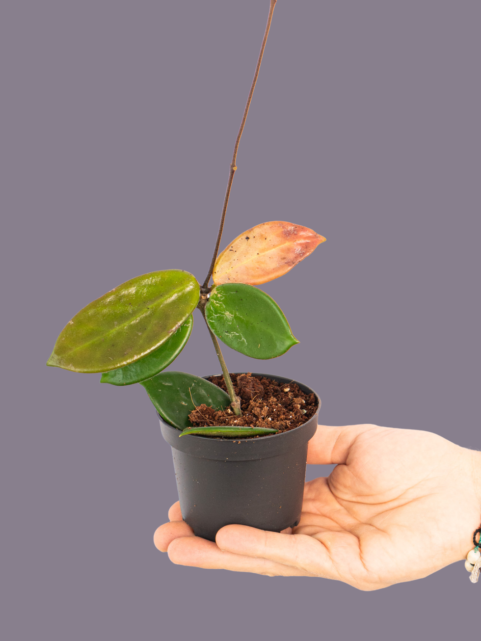 Hoya Vangviengiensis