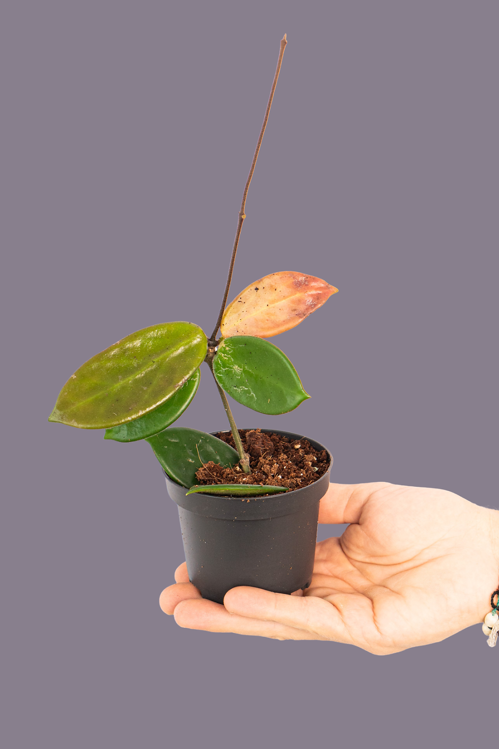 Hoya Vangviengiensis