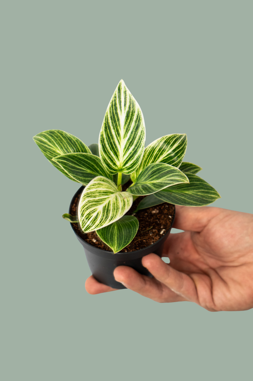 Philodendron White Wave