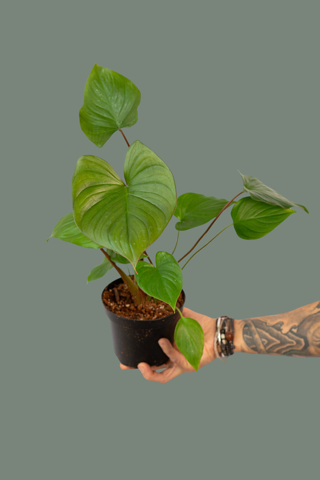 Homalomena Rubescens