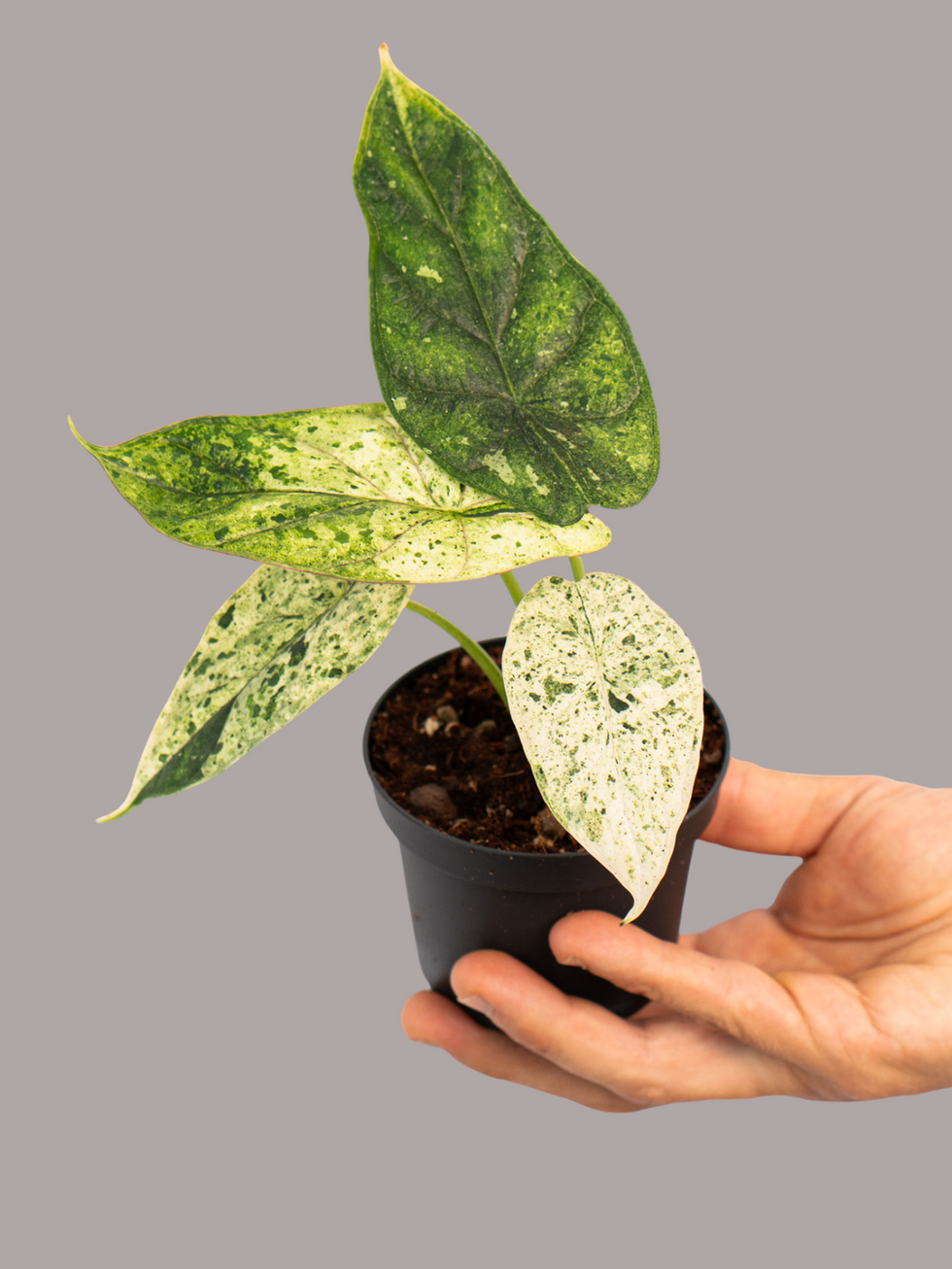 Alocasia Dragon Scale Mint