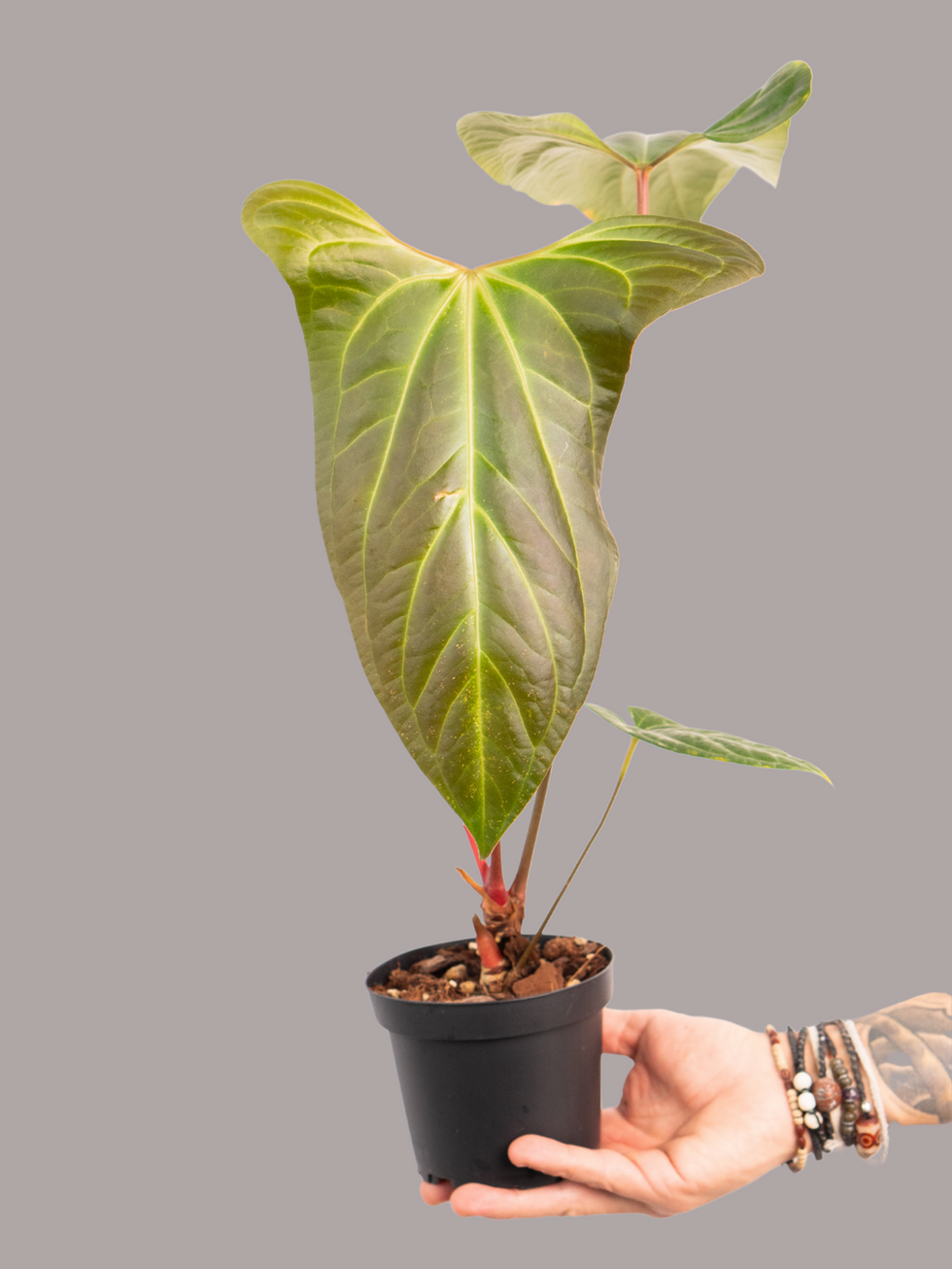 Anthurium Jungle Dreams