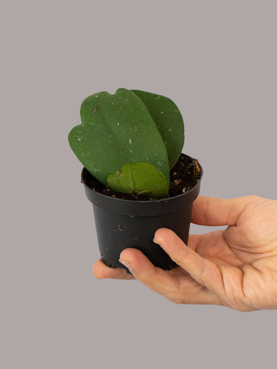Hoya Obovata