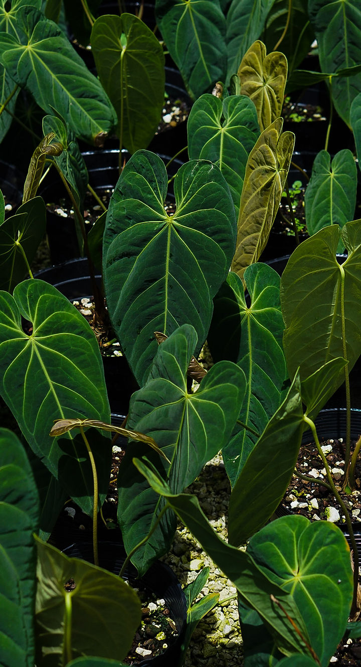 black velvet pink variegata 4