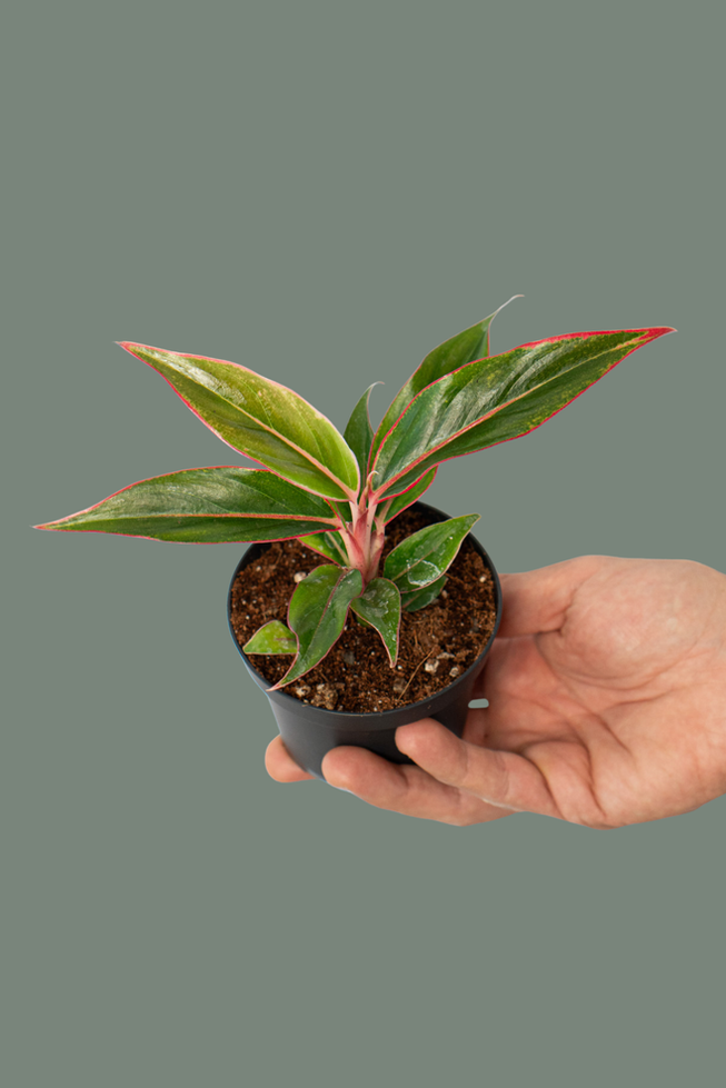Aglaonema Jungle Red