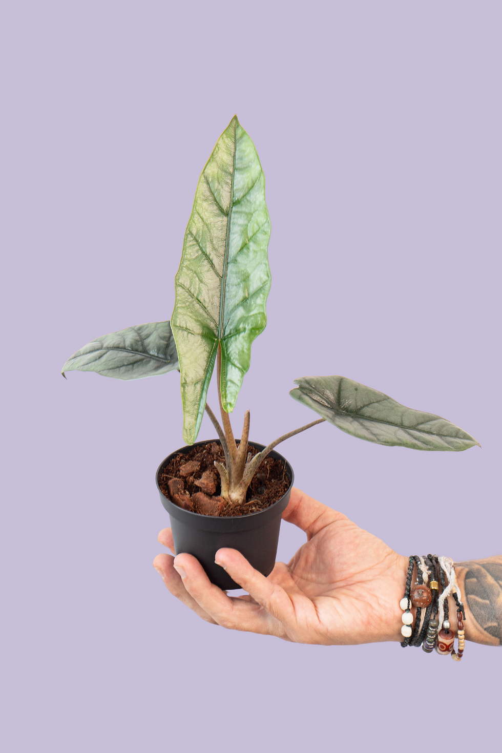 Alocasia Heterophylla