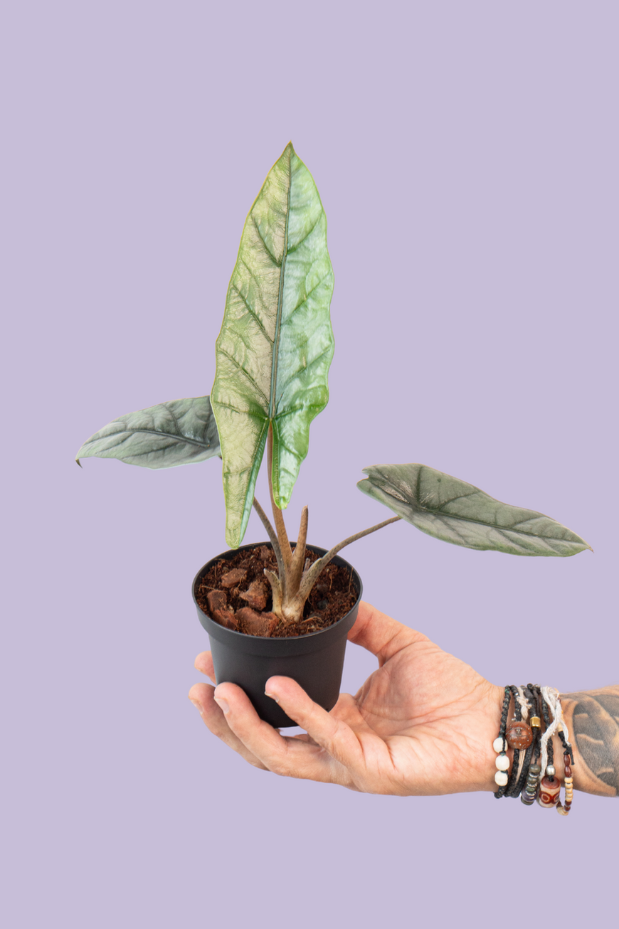 Alocasia Heterophylla