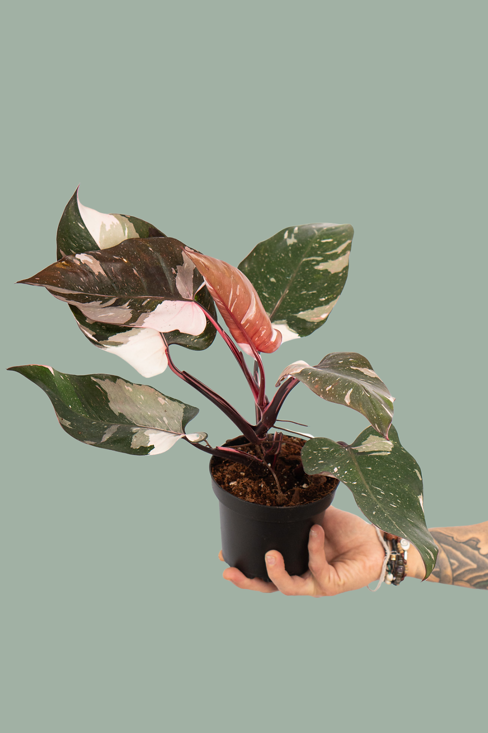 Philodendron Red Anderson Pink