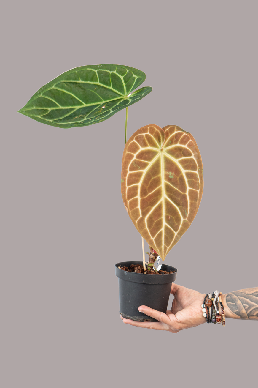 Anthurium Magnificum