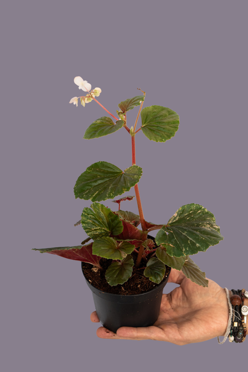 Begonia Cucullata