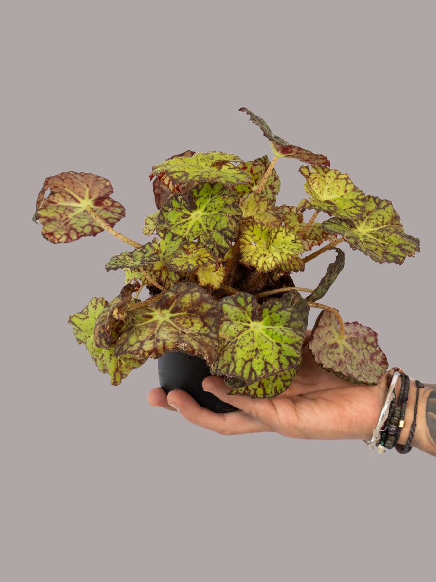 Begonia Rex Lime