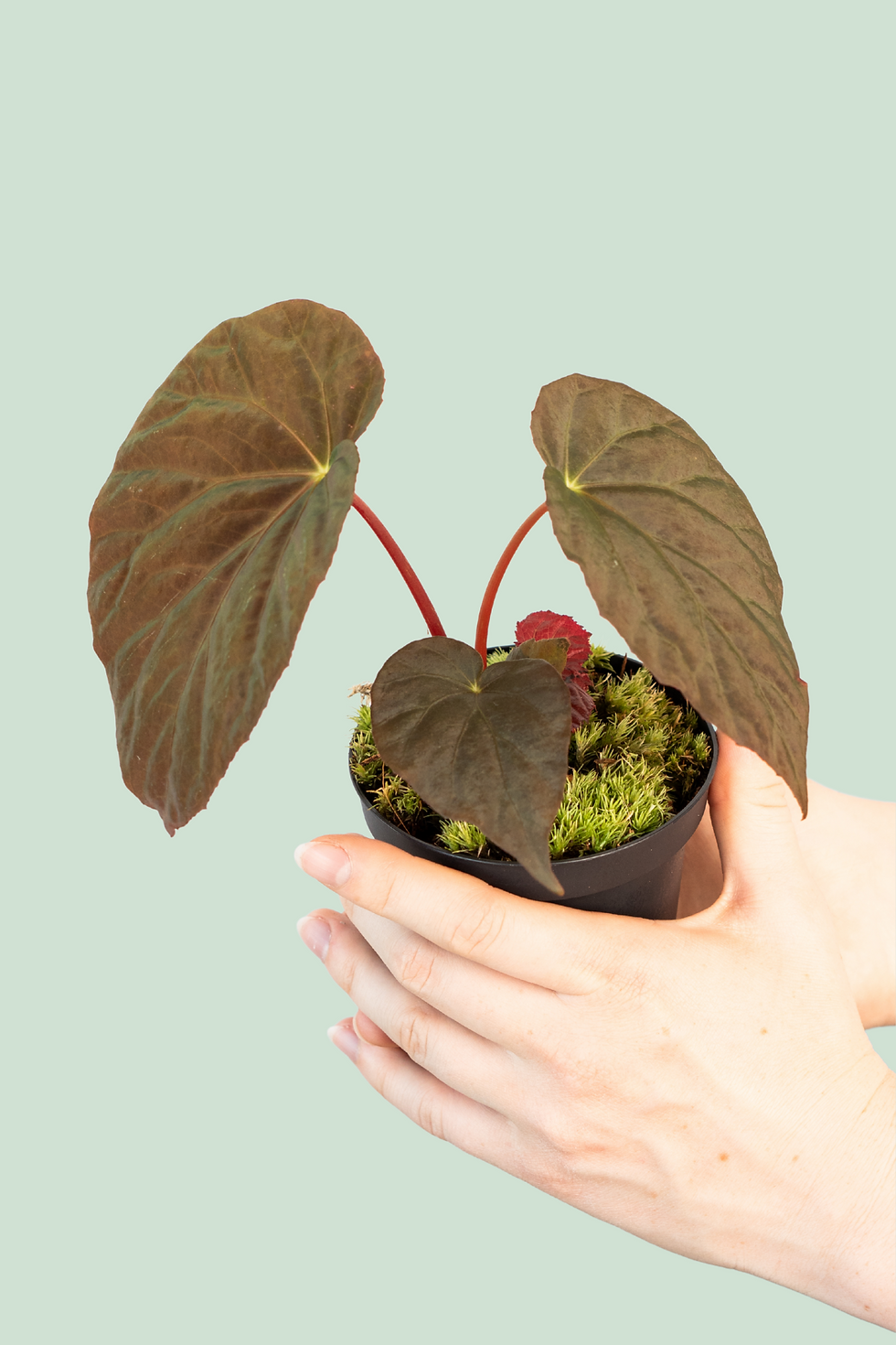 Begonia Pavonina