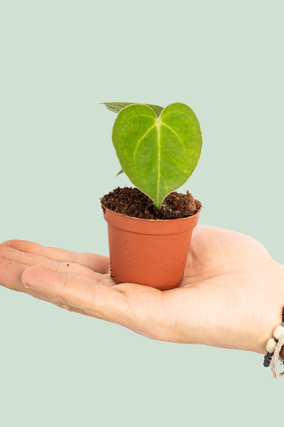 Anthurium Clarinervium