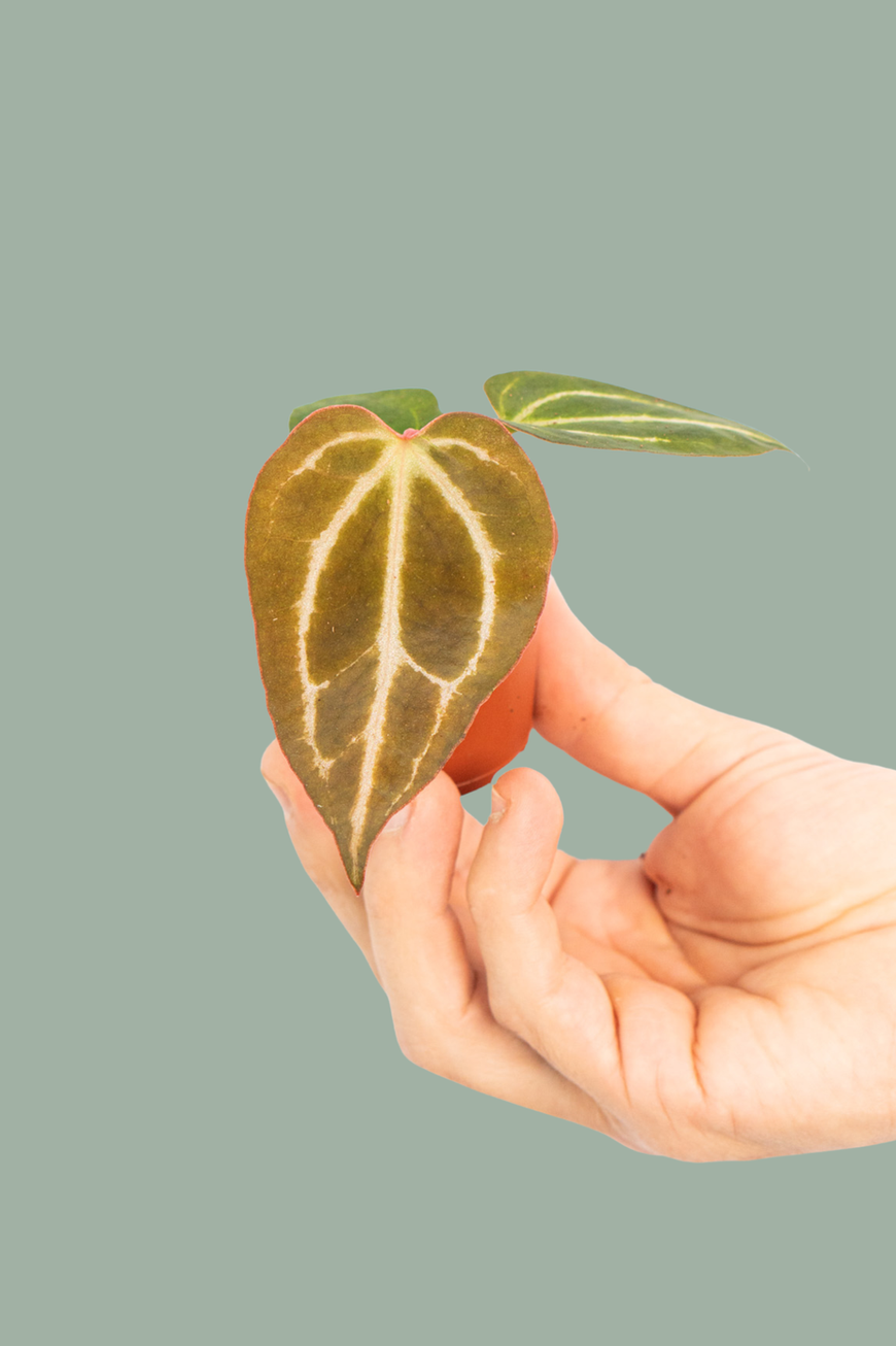 Anthurium Carla Blackiae