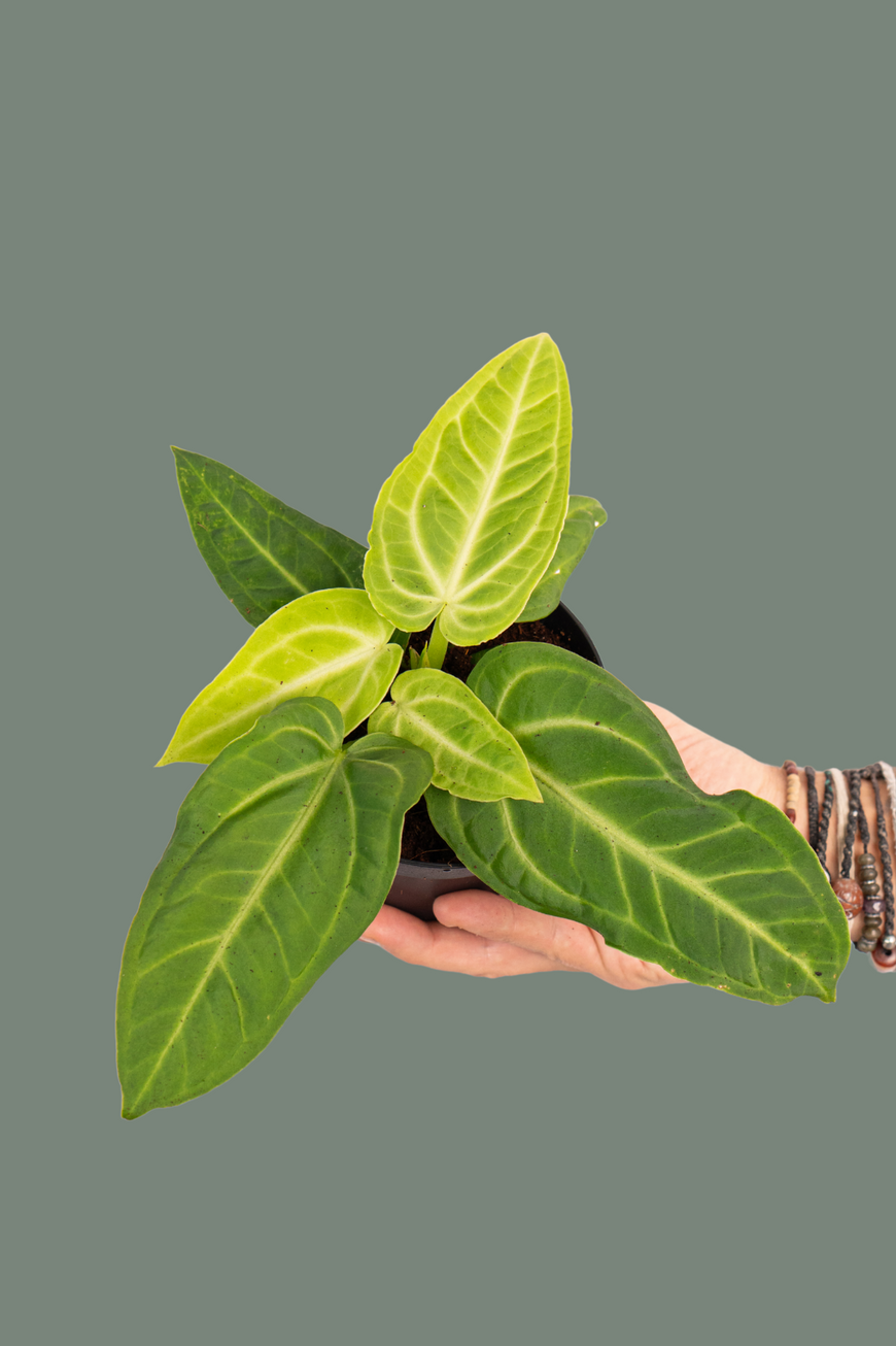 Anthurium Villenaorum