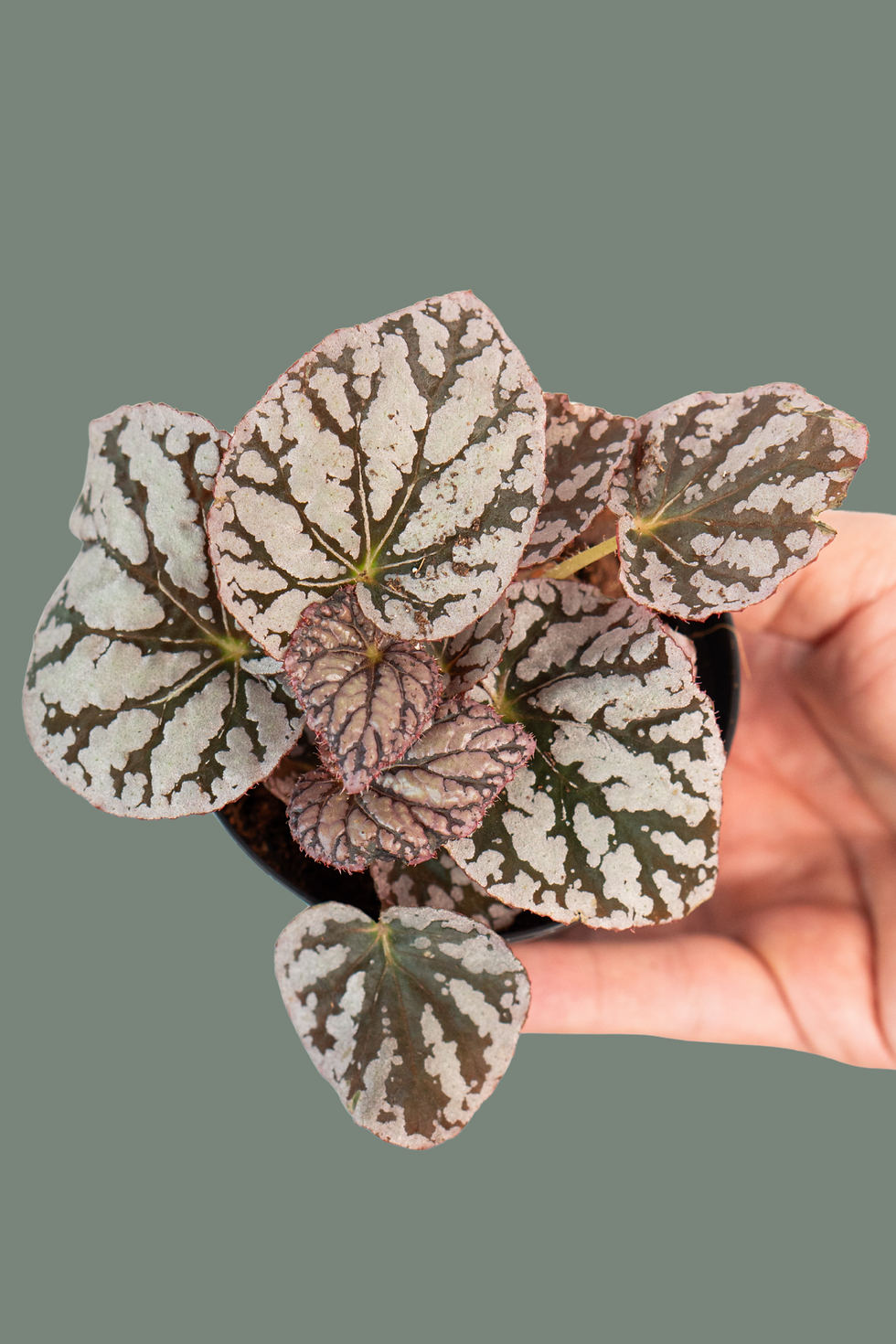 Begonia Chayo
