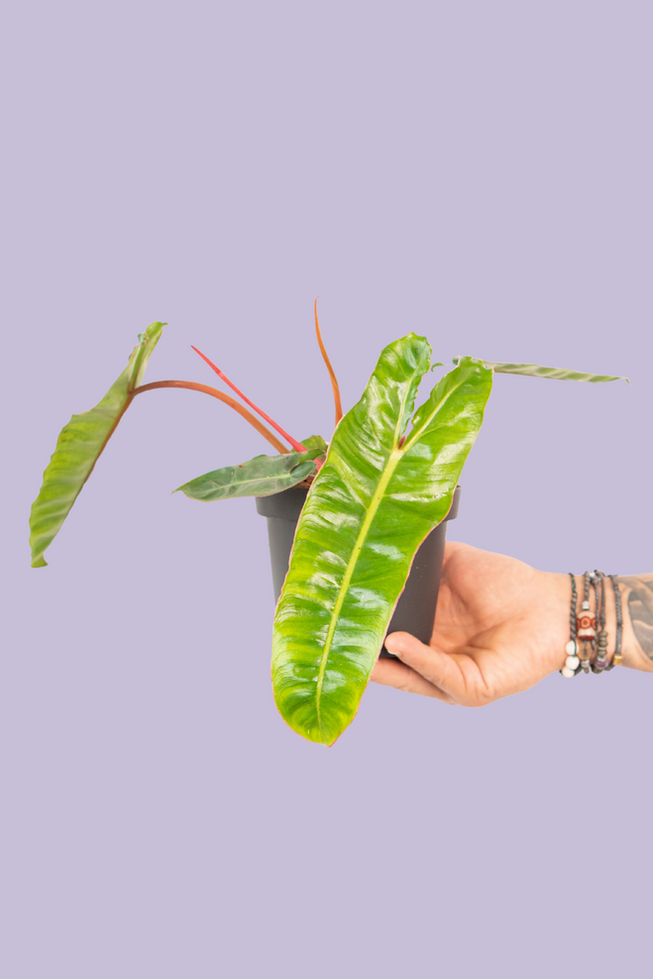 Philodendron Billietiae